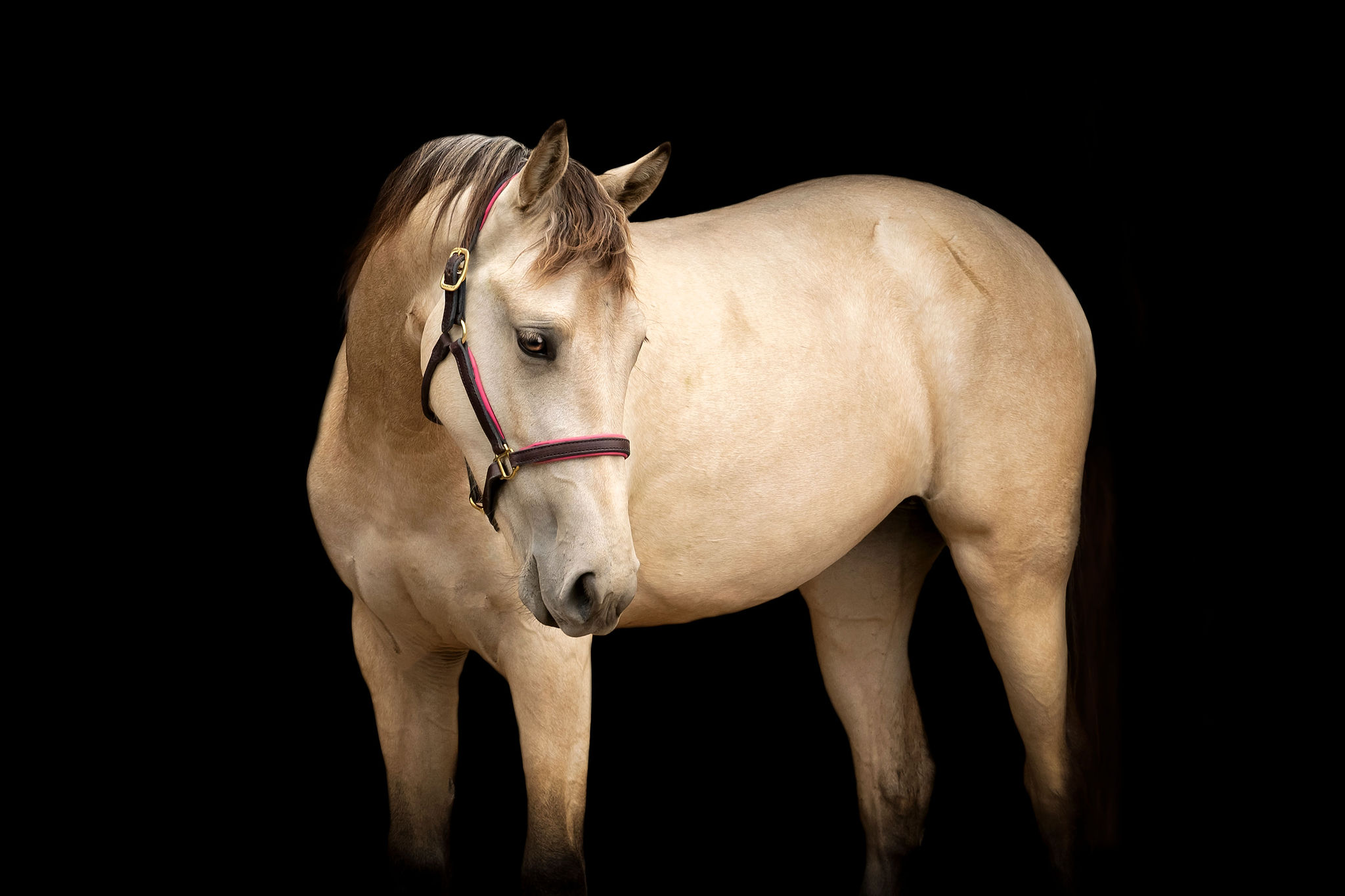 Tennessee Walking Horse broodmares at Perry Park Ranch in Colorado, part of a premier breeding program.