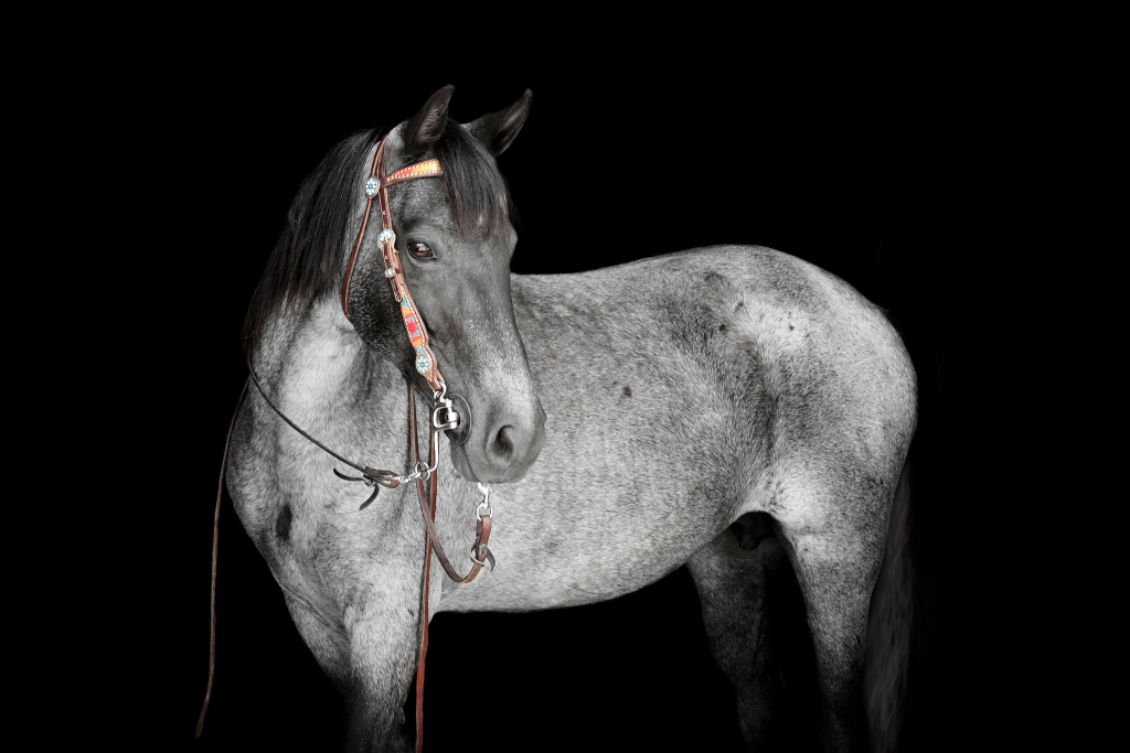 Explore Perry Park Ranch broodmares in Colorado producing top-quality Tennessee Walking Horse foals.