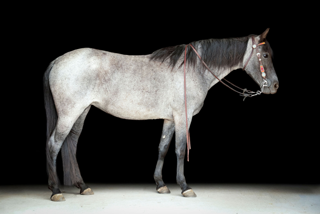 Tennessee Walking Horse broodmares at Perry Park Ranch in Colorado, part of a premier breeding program.