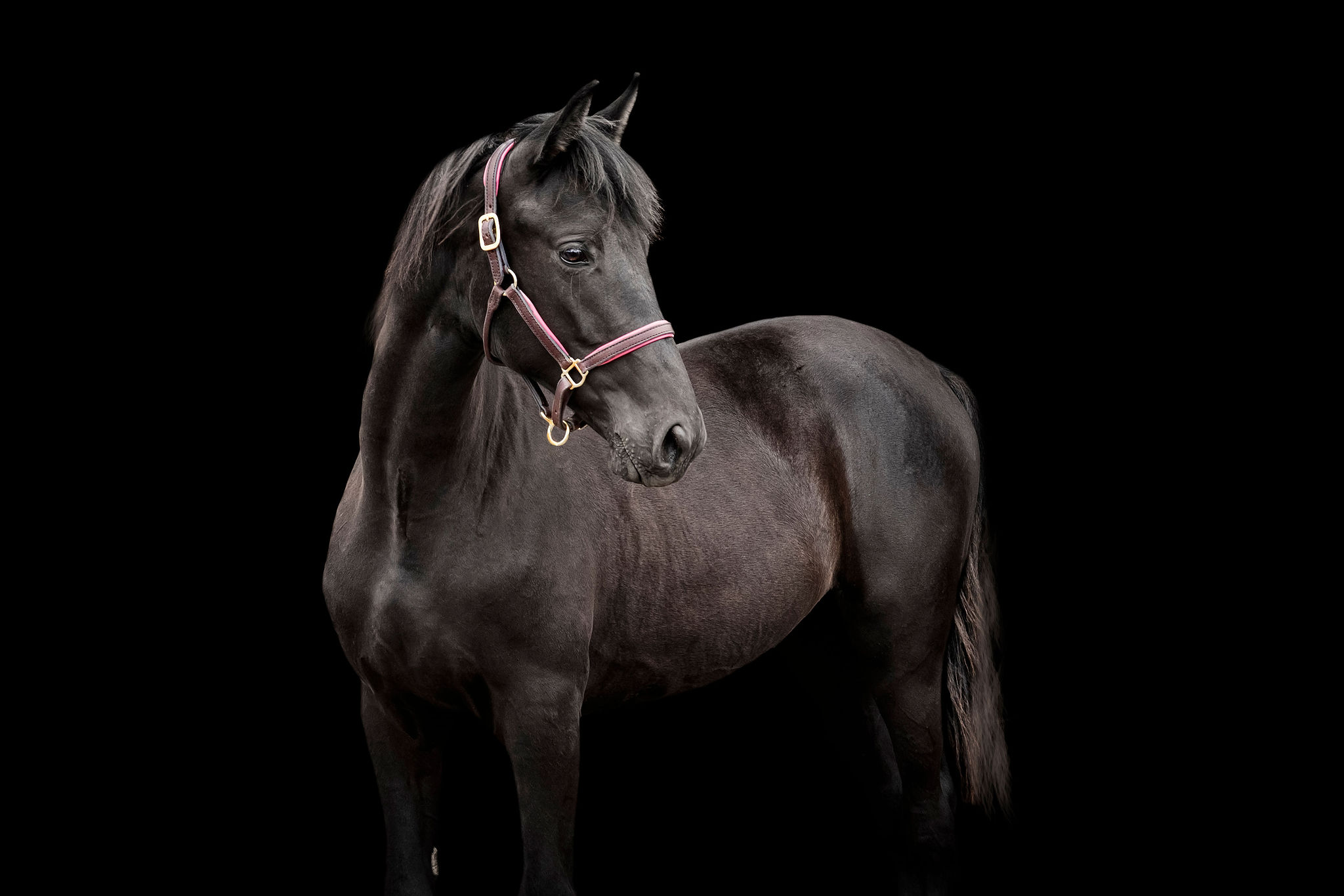 Perry Park Ranch Tennessee Walking Horse broodmares in Colorado, contributing to our premier breeding program.