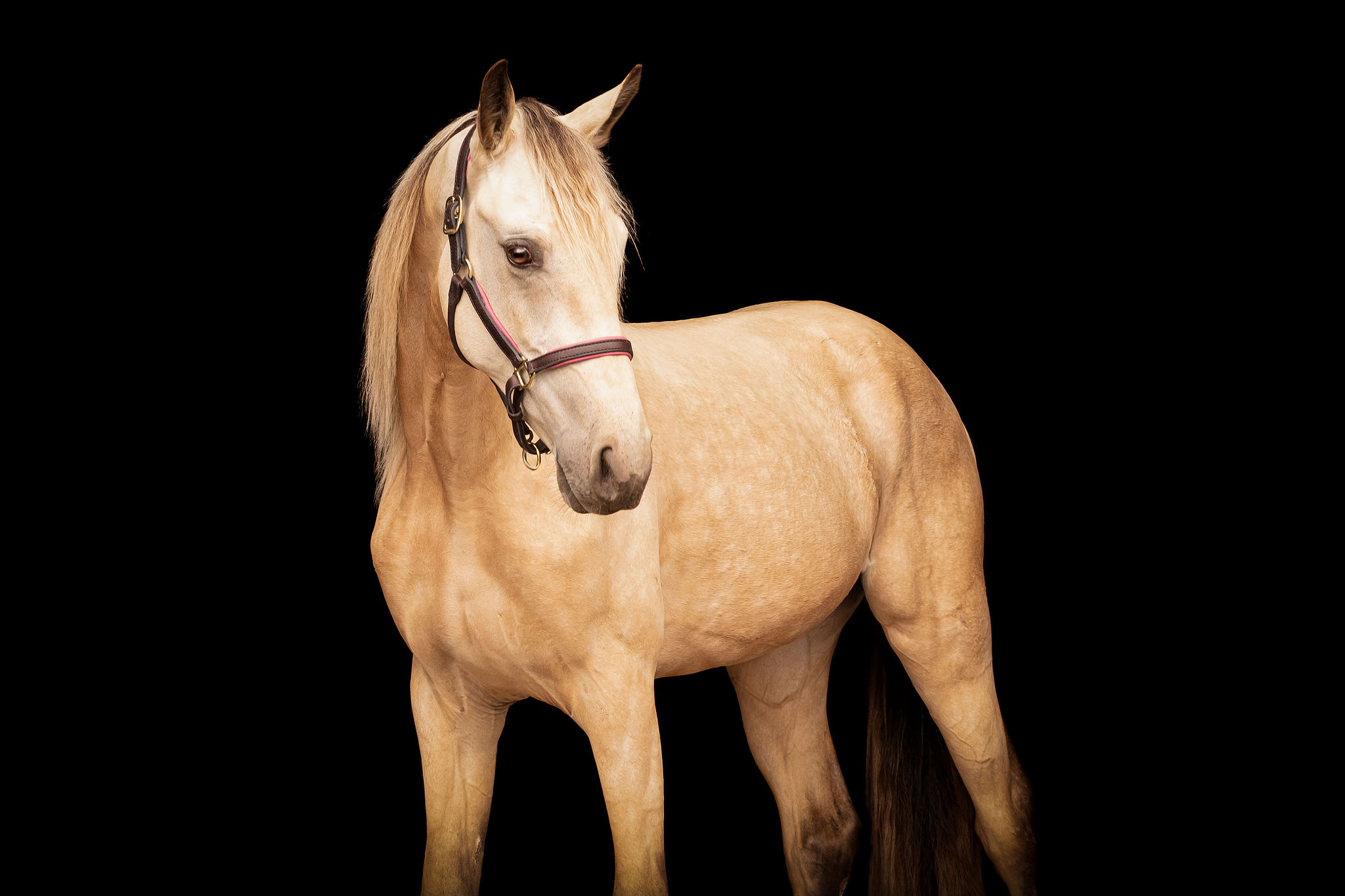 Colorado Tennessee Walking Horse broodmares at Perry Park Ranch for exceptional temperament, gait, and conformation.