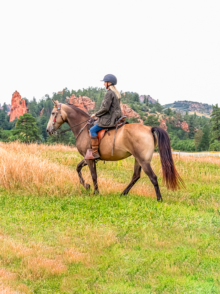 Tennessee Walking Horse breeding program in Colorado. Gaited foals for sale in Colorado