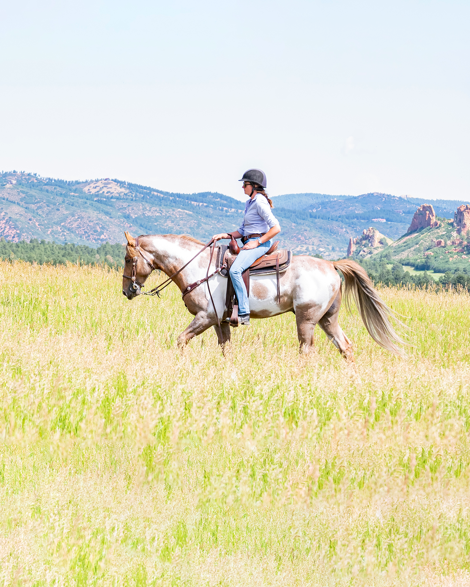 Colorado Tennessee Walking Horse stud