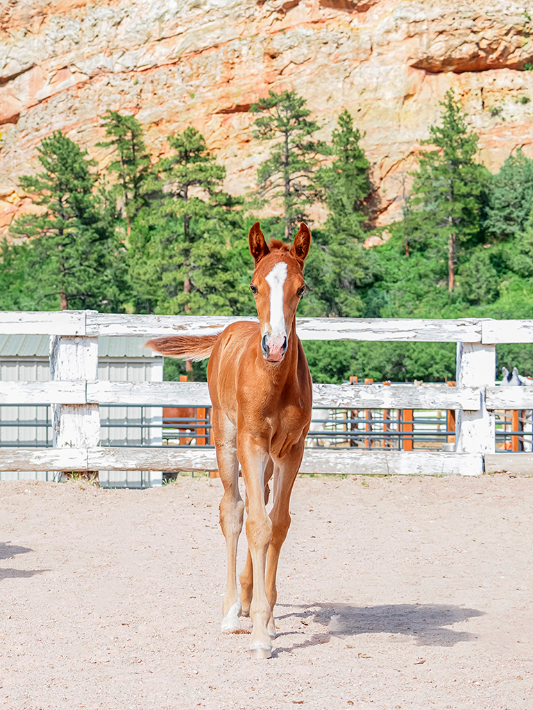 Tennessee Walking Horse breeding program in Colorado. Gaited foals for sale in Colorado