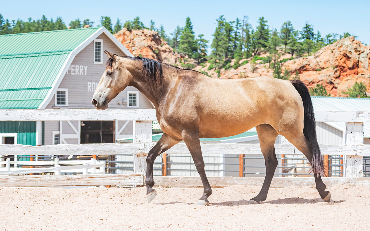 Tennessee Walking Horse Broodmares at Perry Park Ranch, part of Colorado’s top gaited horse breeding program.