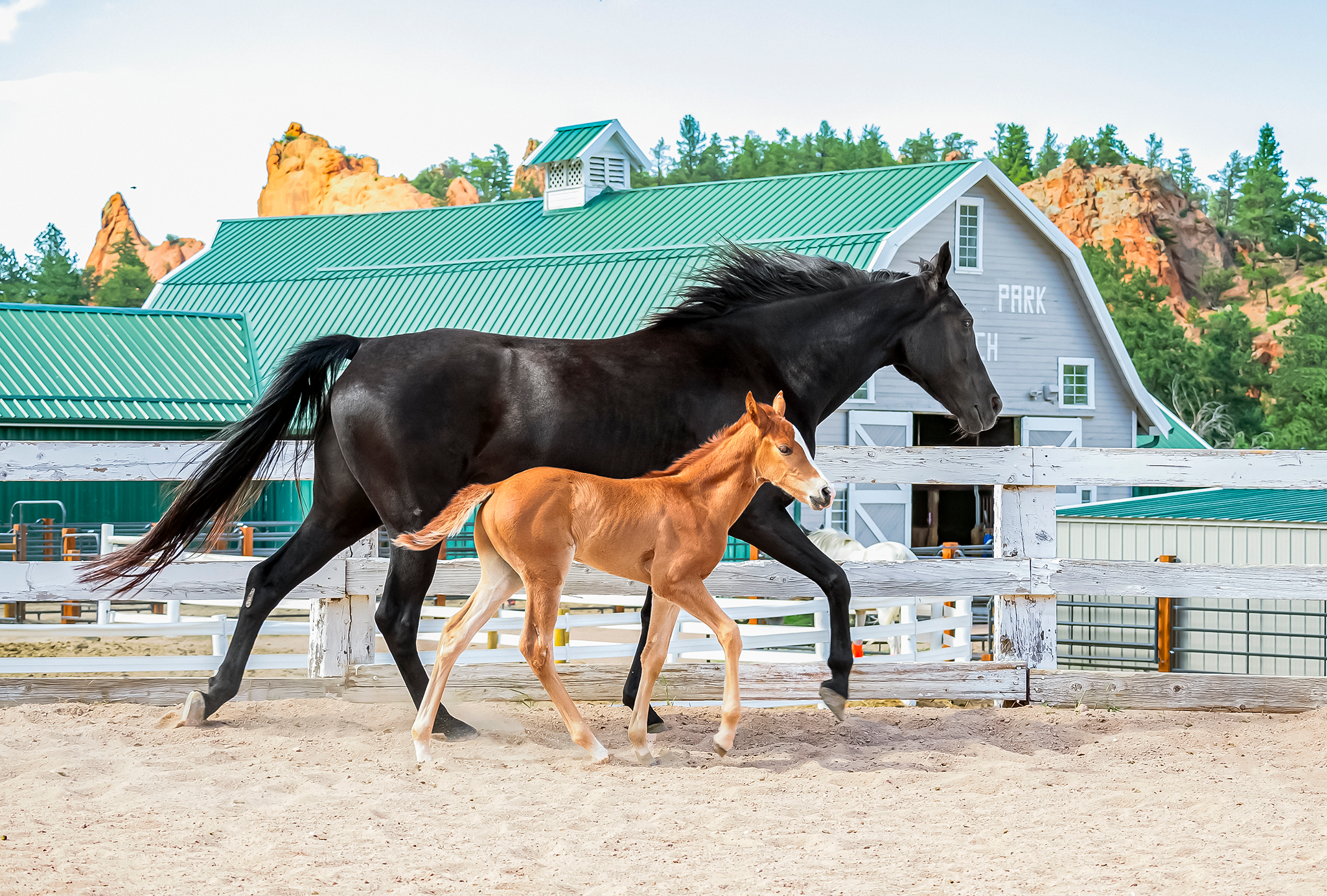 Premier Tennessee Walking Horse breeding in Colorado producing foals with excellent gait, temperament, and conformation.