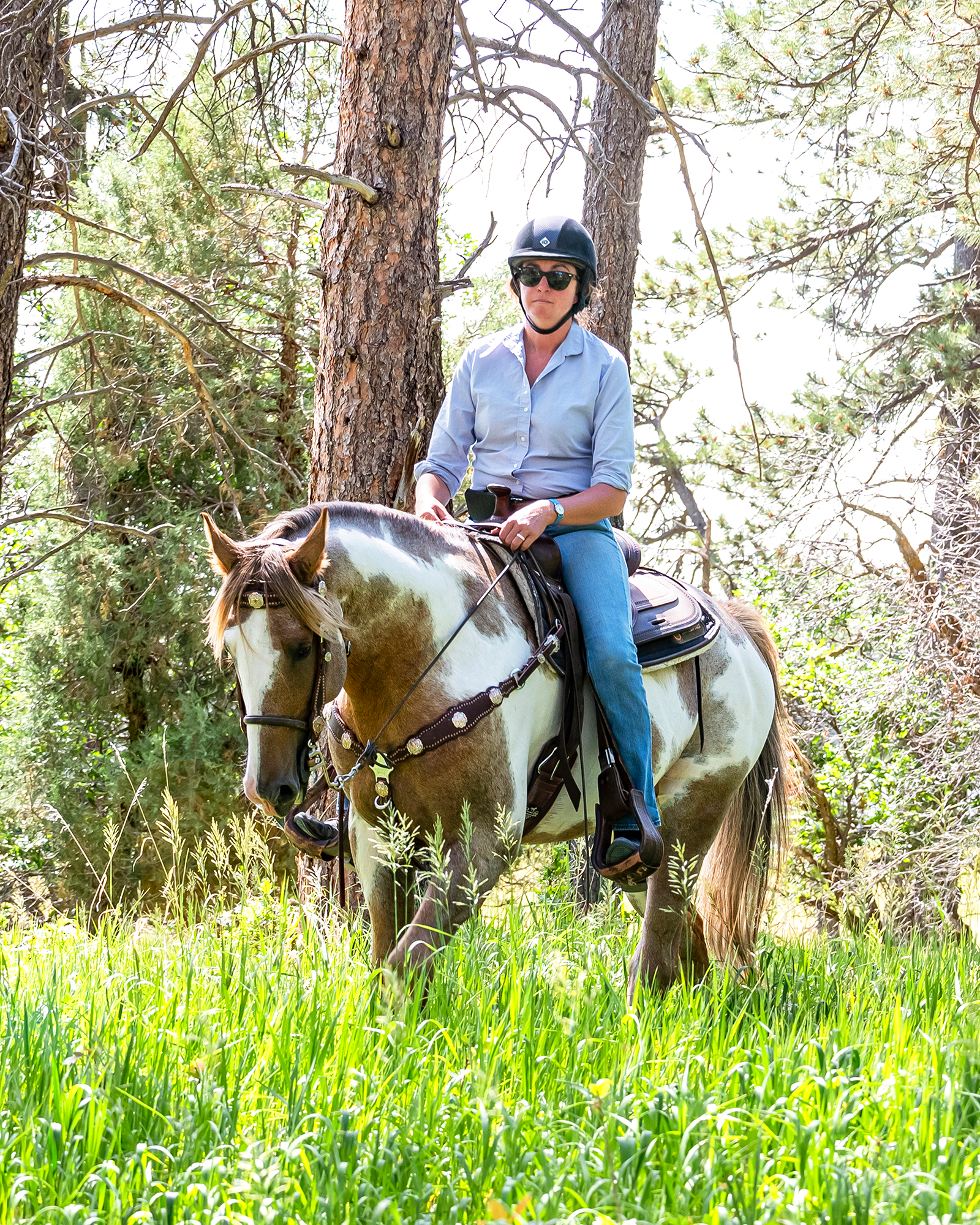 Tennessee Walking Horse stallion at stud in Colorado